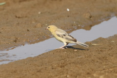 Arabian Golden Sparrow photo 4