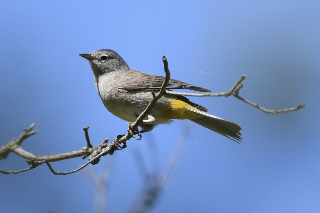 Colima × Virginia's Warbler
