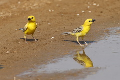 Arabian Golden Sparrow photo 2