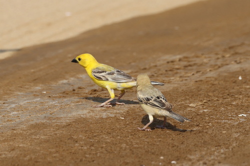 Arabian Golden Sparrow (Passer euchlorus), photo 10