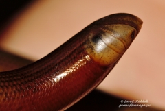 Afrotyphlops mucruso