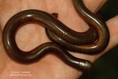 Afrotyphlops mucruso