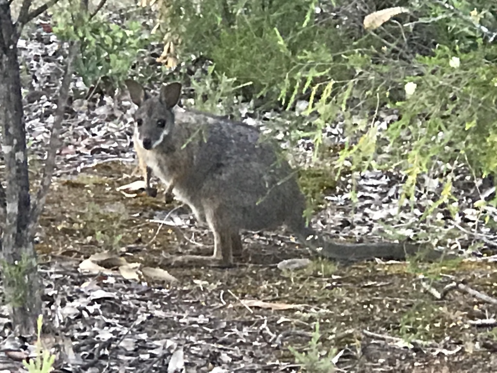Tammar Wallaby