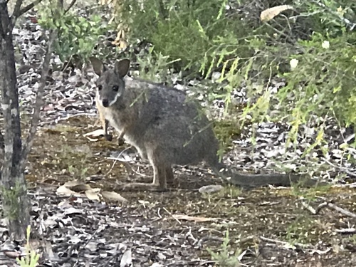 Tammar Wallaby