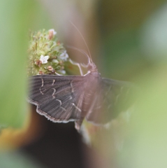 Pilocrocis ramentalis