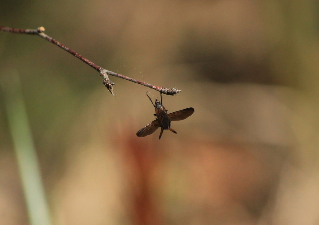 Empis borealis