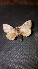 Dasychira dorsipennata