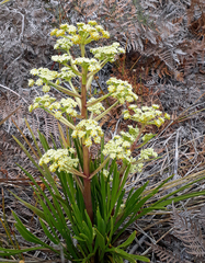 Aciphylla traversii