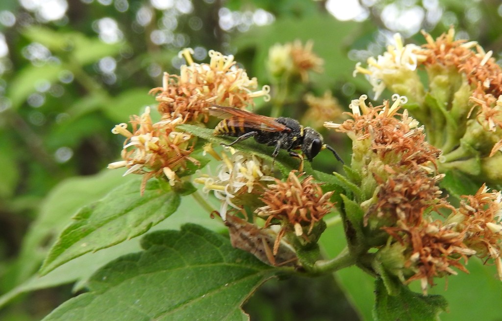 Ectemnius centralis