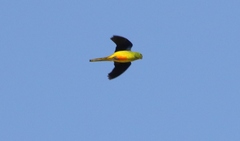 Neophema chrysogaster