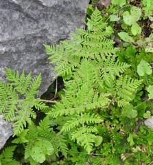 Cheilanthes leucopoda
