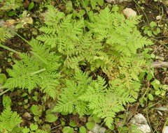 Cheilanthes leucopoda