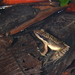 Nicobar Cricket Frog - Photo (c) Pavel Kirillov, some rights reserved (CC BY-NC-SA)