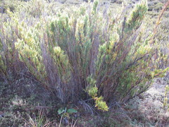 Chusquea subtessellata