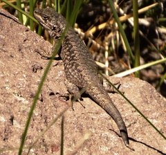Liolaemus fitzgeraldi