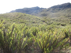 Chusquea subtessellata