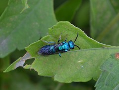 Temnosoma