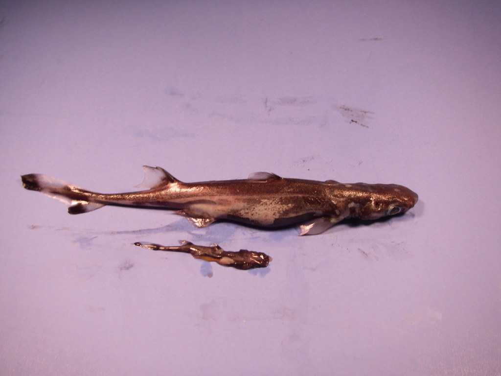 Green Lantern Shark