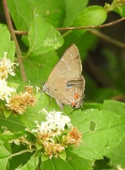 Parrhasius moctezuma