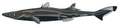 Green Lantern Shark photo 3