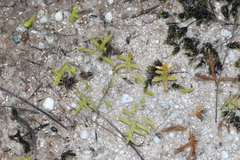 Selaginella uliginosa