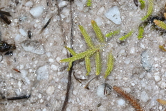 Selaginella uliginosa