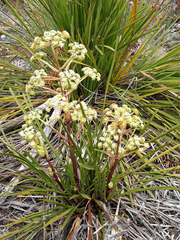 Aciphylla traversii