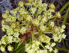 Aciphylla traversii