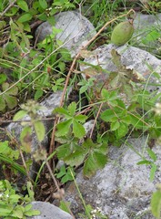 Cochlospermum wrightii