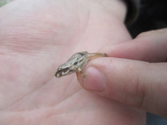 Pseudacris streckeri