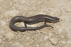 Plestiodon tetragrammus brevilineatus