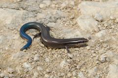 Plestiodon tetragrammus brevilineatus
