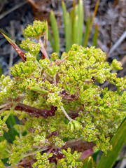 Aciphylla traversii