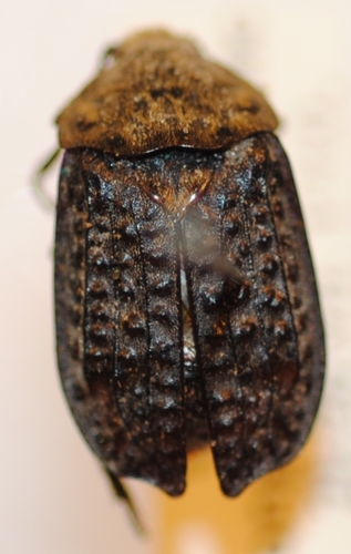 Northern Carrion Beetle