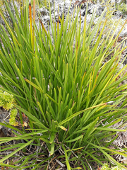 Aciphylla traversii