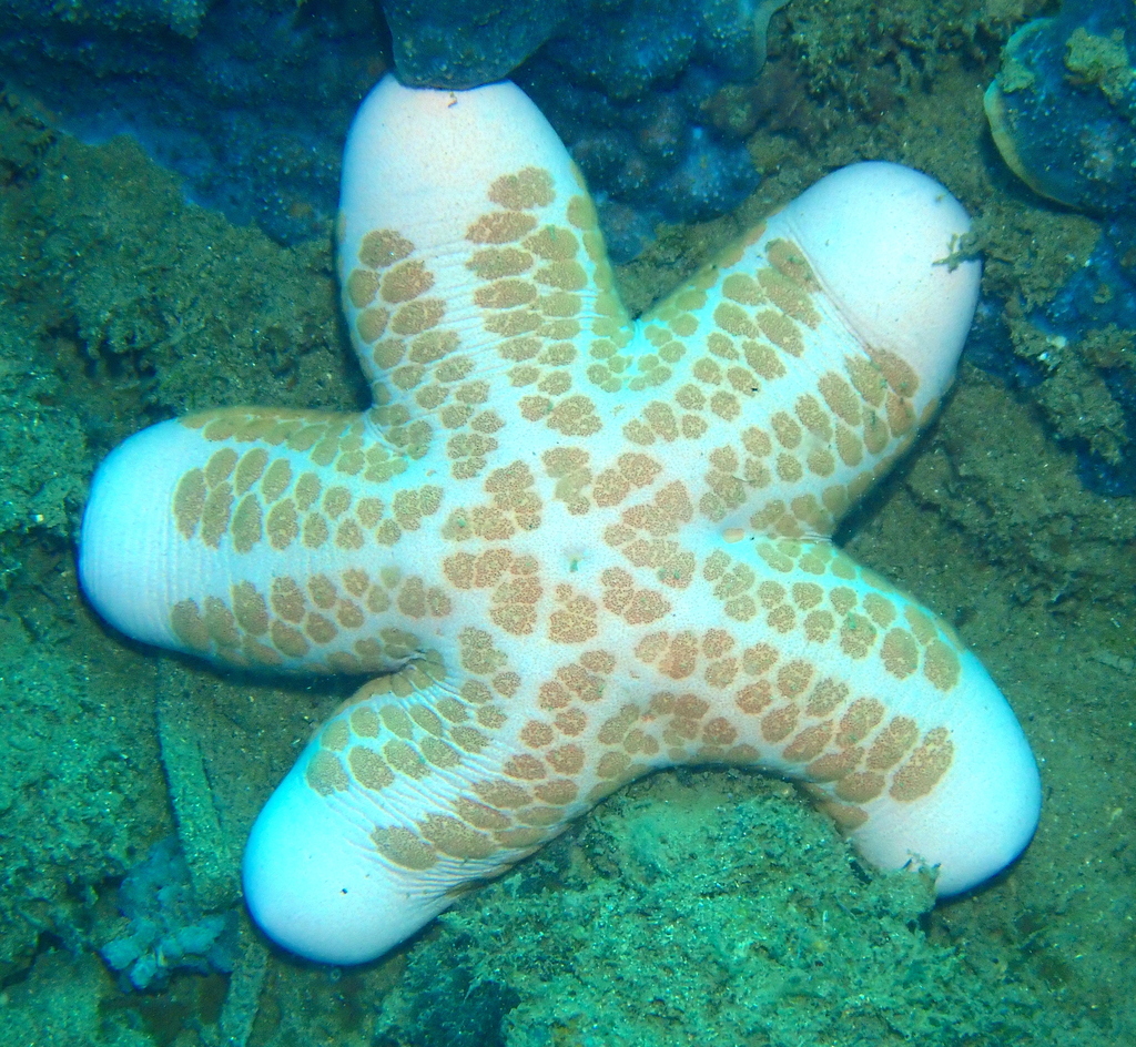 Grainy Cushion Star