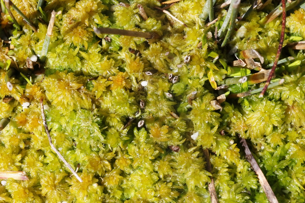 Sphagnum australe