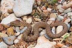 Nerodia paucimaculata