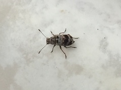 Etnalis spinicollis