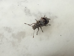 Etnalis spinicollis