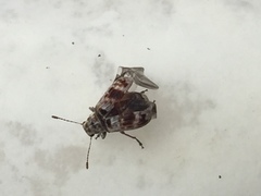 Etnalis spinicollis