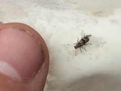 Etnalis spinicollis