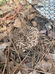 Strobilomyces strobilaceus image