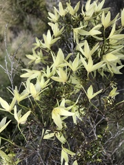Clematis forsteri