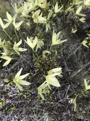 Clematis forsteri
