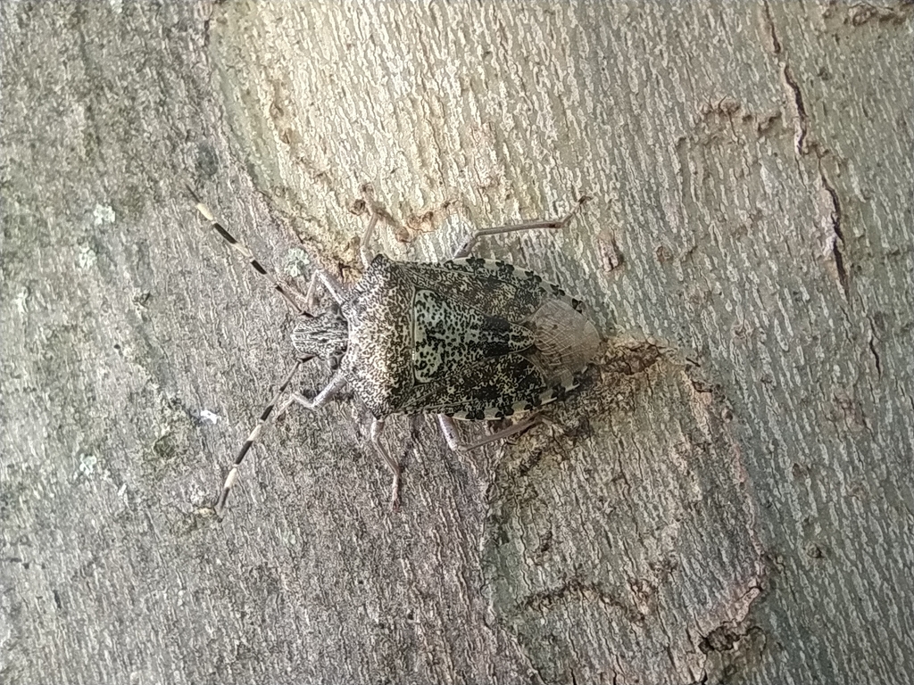 Mottled Stink Bug from 00035 Olevano Romano RM, Italia on May 29, 2023 ...