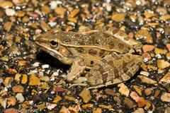Lithobates sphenocephalus utricularius