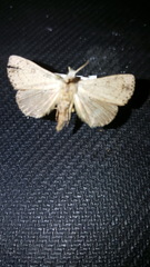 Scolecocampa liburna