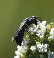 Hylaeus schwarzii