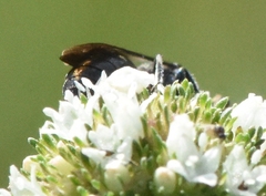 Hylaeus schwarzii